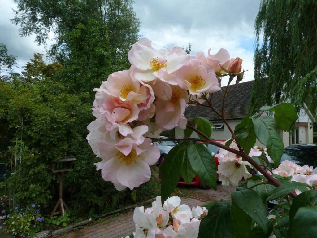 The Willows Guest House Takeley Pokój zdjęcie